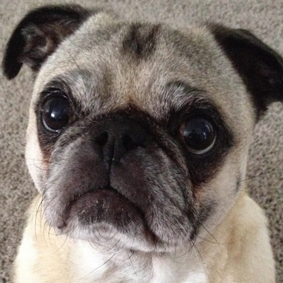 Puggy The Pug - YouTube