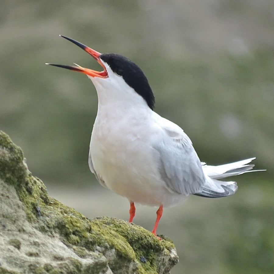 RSPB Coquet Island 