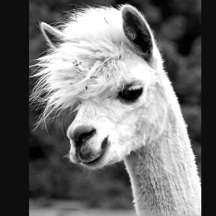 Llama lover 367 - YouTube