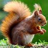 CuteAnimalsVideo