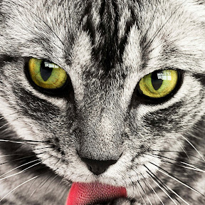 ����������� YouTube