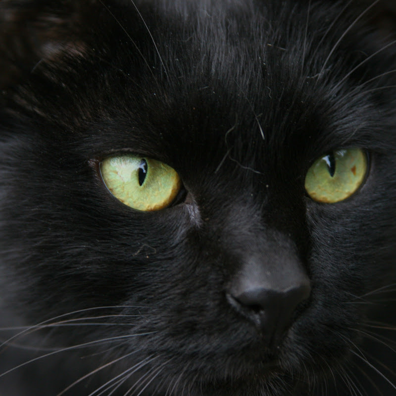 [旧]シャノワールch [Chat noir]