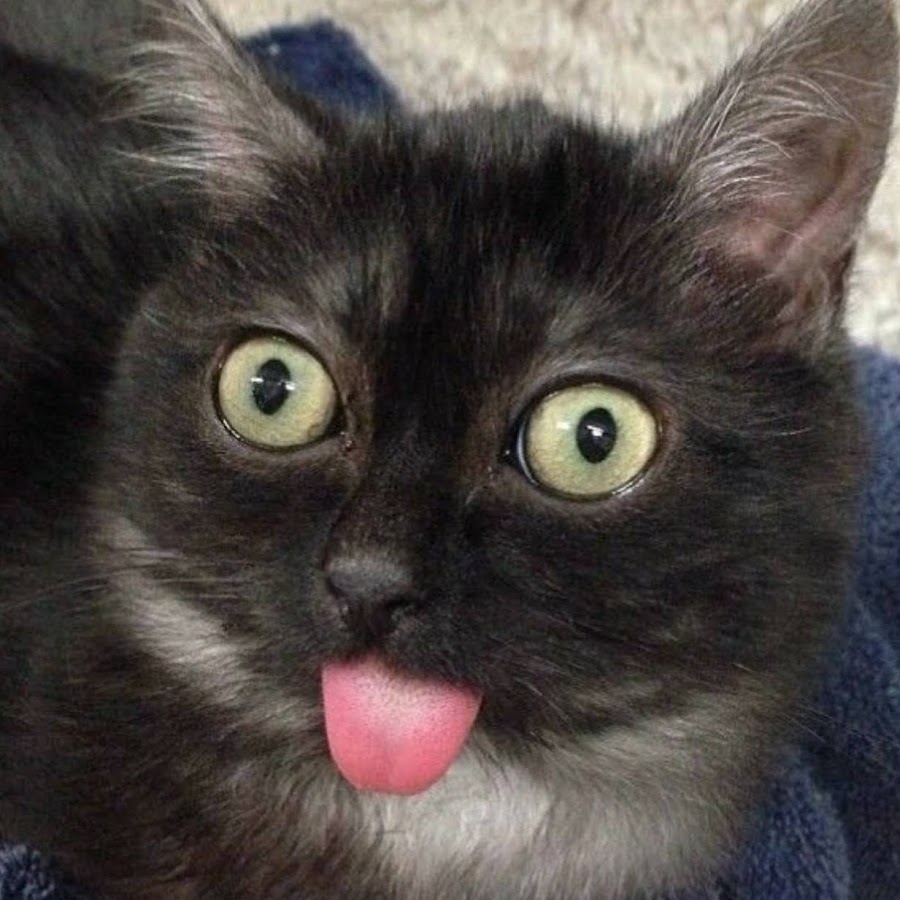 кот с высунутым языком. кот показывает язык. кошка с высунутым языком. довольный кот. кот с языком в трубочку.