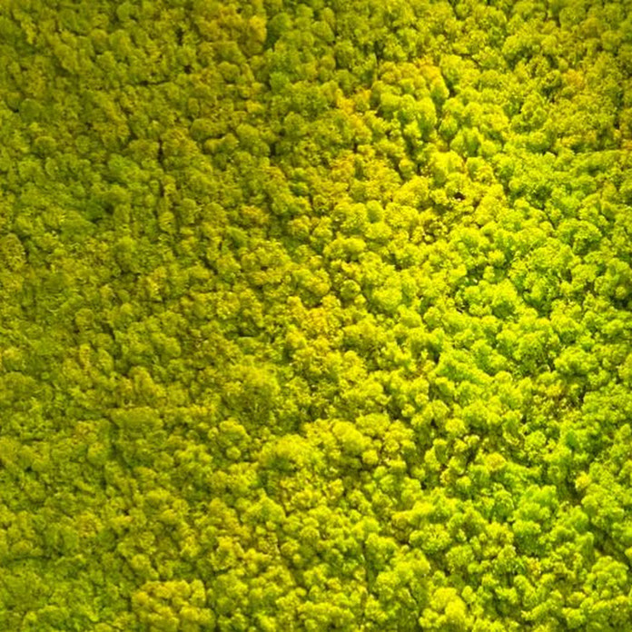 muschio selvaggio Net Worth & Earnings (2026)