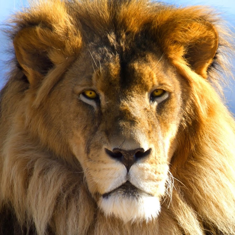 ��� ����