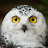 PolarWise Owl