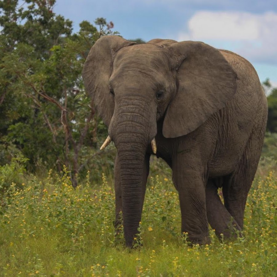 Звук слоника. Звук слона. Сигналы слоники. Elephant приложение. Звук слона слушать.