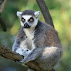 DrLemur