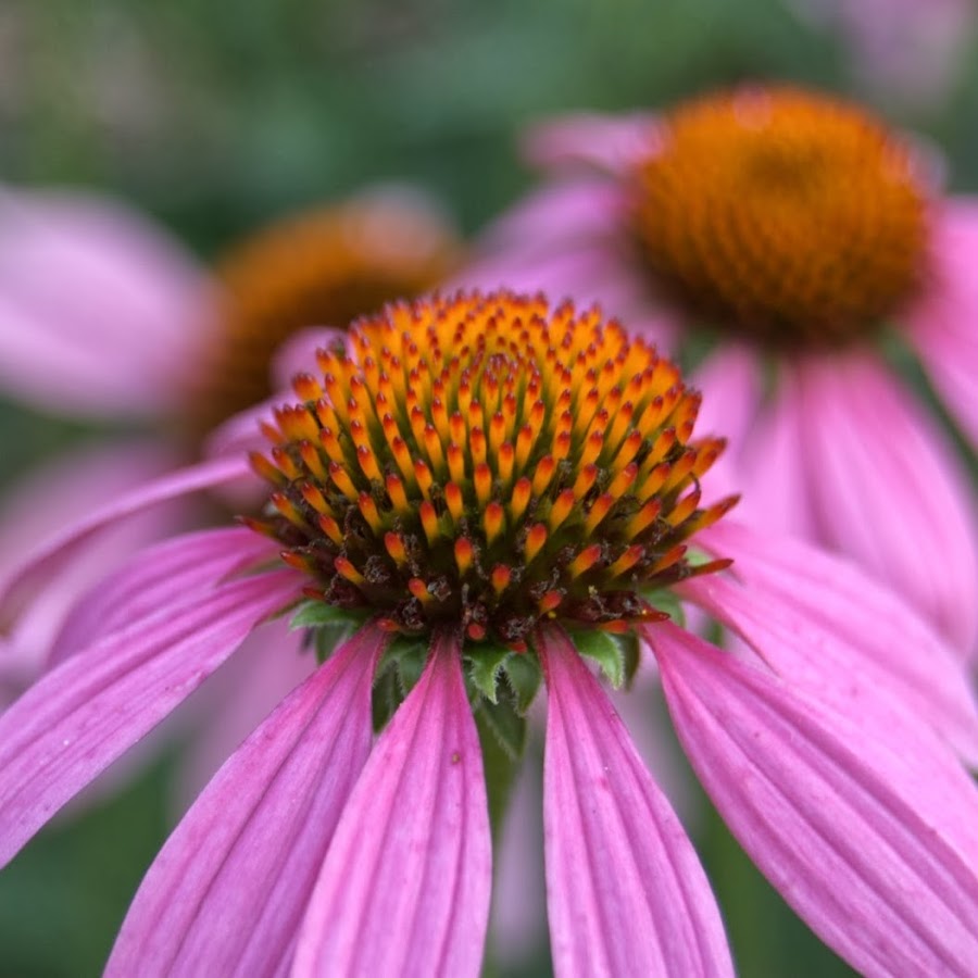 Growing The Home Garden 