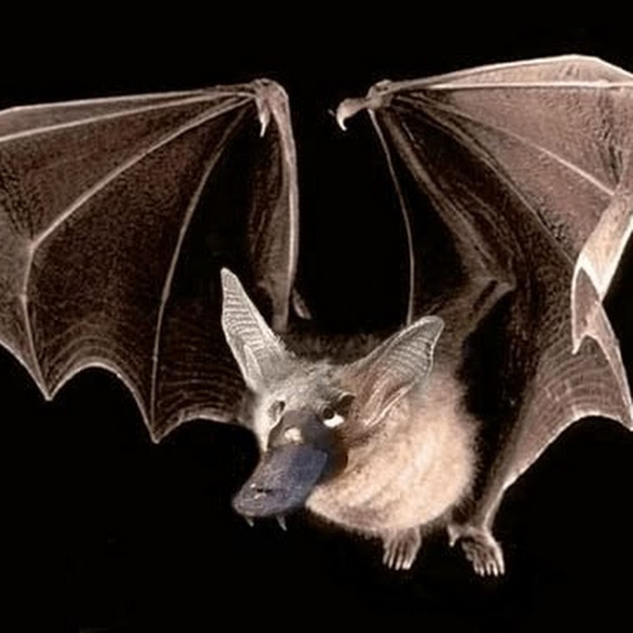 Летучая лисица альбинос. Тест летучая мышь. Летучая мышь в пещере фэнтези. Тест летучая мышь. Тест роршаха летучая мышь.