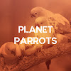 What could Planet Parrots buy with $732.38 thousand?