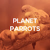 What could Planet Parrots buy with $732.4 thousand?