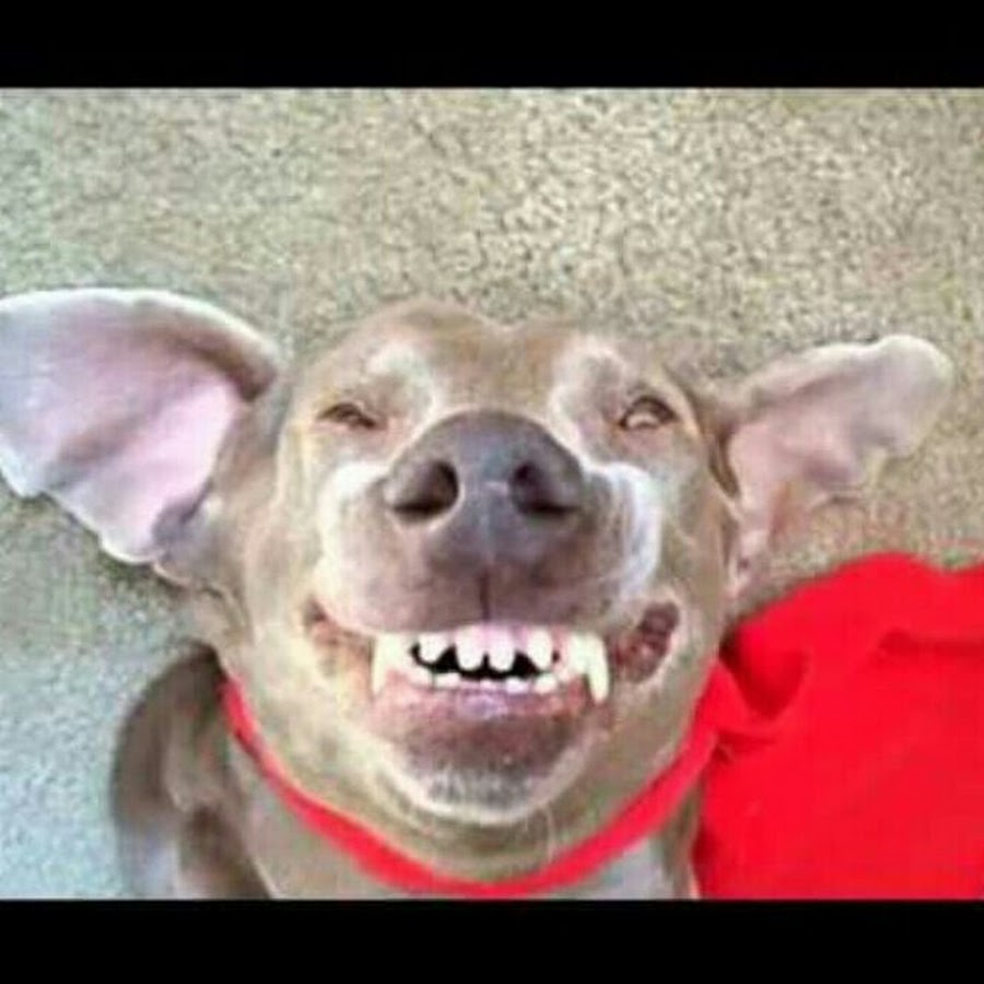 собака ржет. под собакой видео. блондинка с собачкой. под собакой видео. зоо животных и людей.