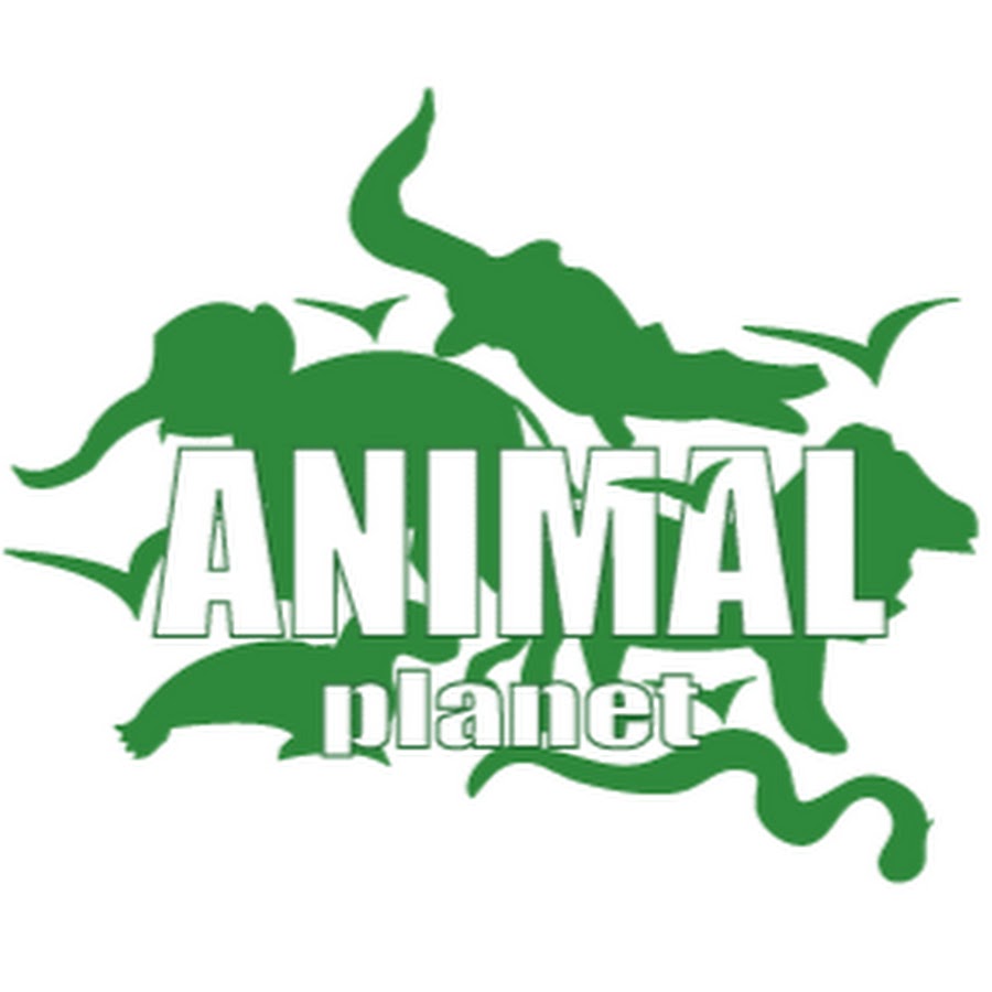 Телеканал animal planet. Энимал планет. Телеканал animal planet. Эмблема анимал планет. Энимал планет.