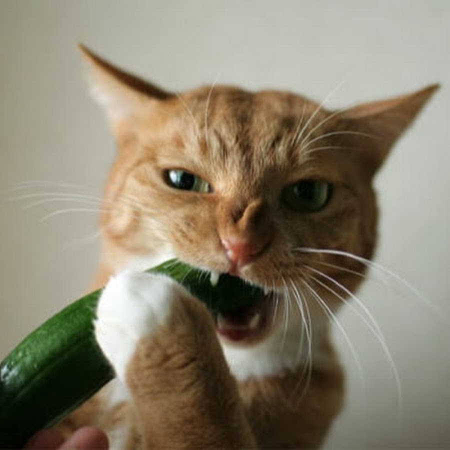 Cats scared of bananas