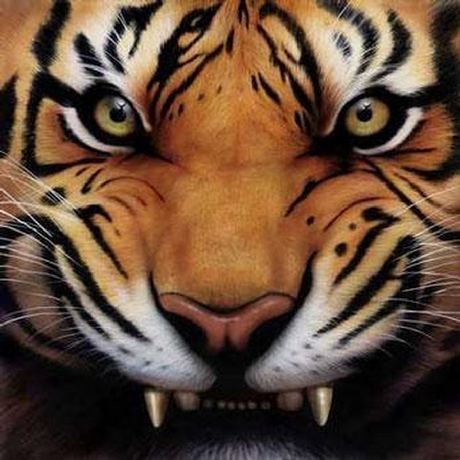 Unduh 80 Gambar Harimau Gigit Pedang Terbaik HD Pixabay Pro