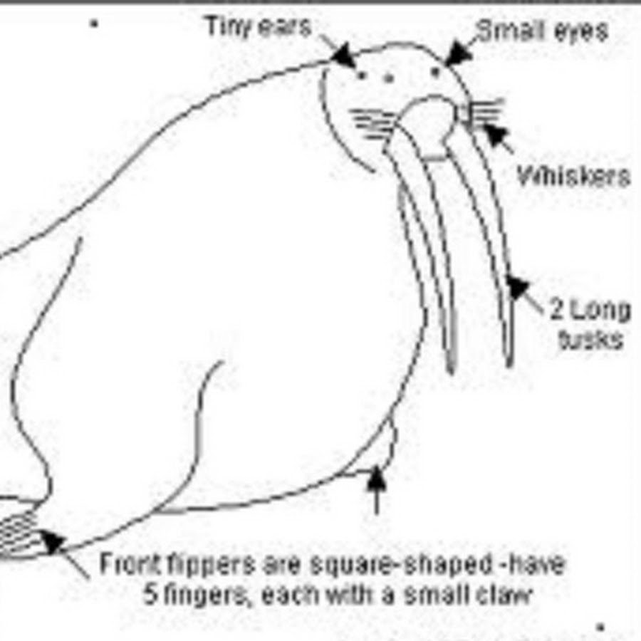 схема моржа. схема моржа. морж арты. анатомия моржа. схема моржа.