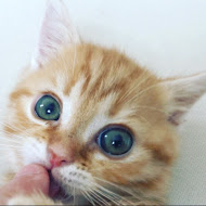 ねこもふ生活日刊