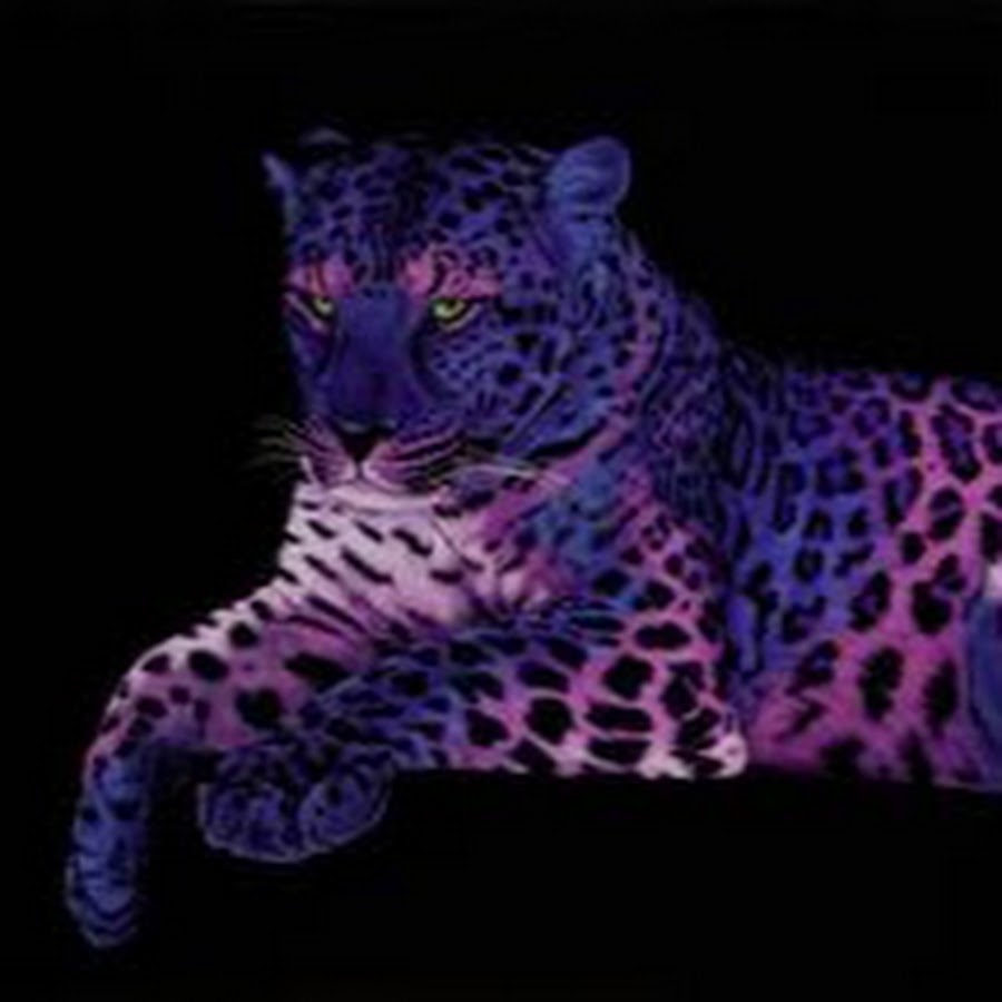 Хризантема jaguar purple