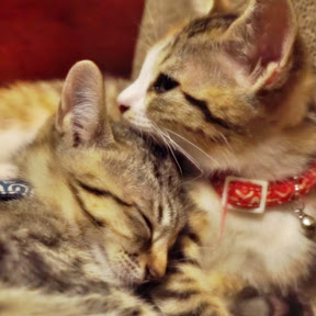 Kun 元プロゲーマー Youtubeチャンネル 双子の猫 ルビーとリリーruby Lily Funny Cat 芸能人ユーチューバー ランキング