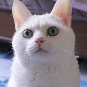 �ͥ��� YouTube