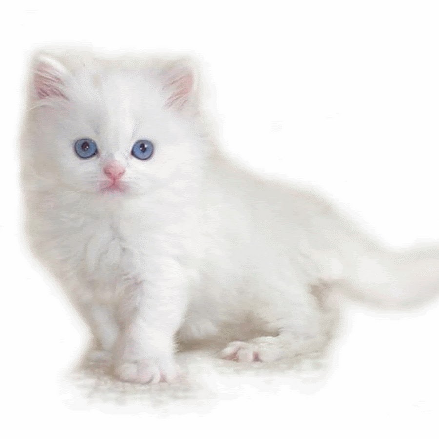 Белый котенок сидит