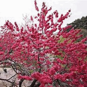 �ߤ������ѥ�� YouTube