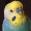 snoogly