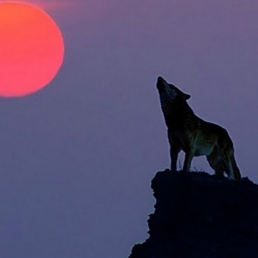 Статус я одиночка. Мне очень грустно без тебя. Это одиночество. Одиночество надпись. Я одинок.