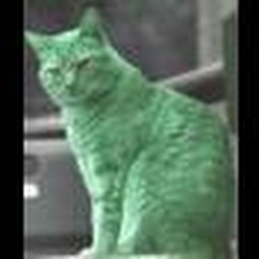 Необычные кошки. Как называется зеленый кот. Необычные кошки. Необычные кошки. Как называется зеленый кот.