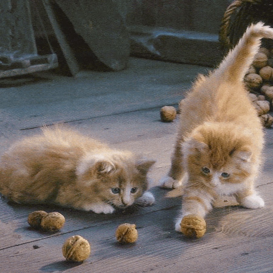 ����� ������� ����� ��������