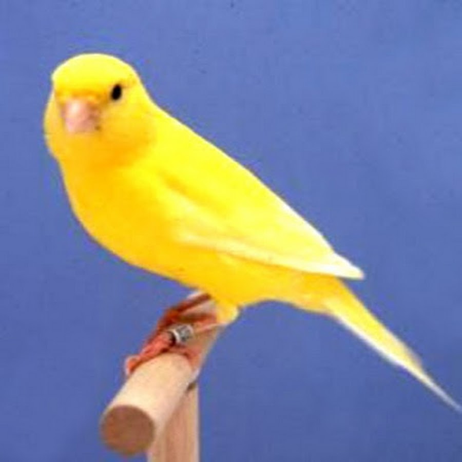 Jerrythecanary Youtube