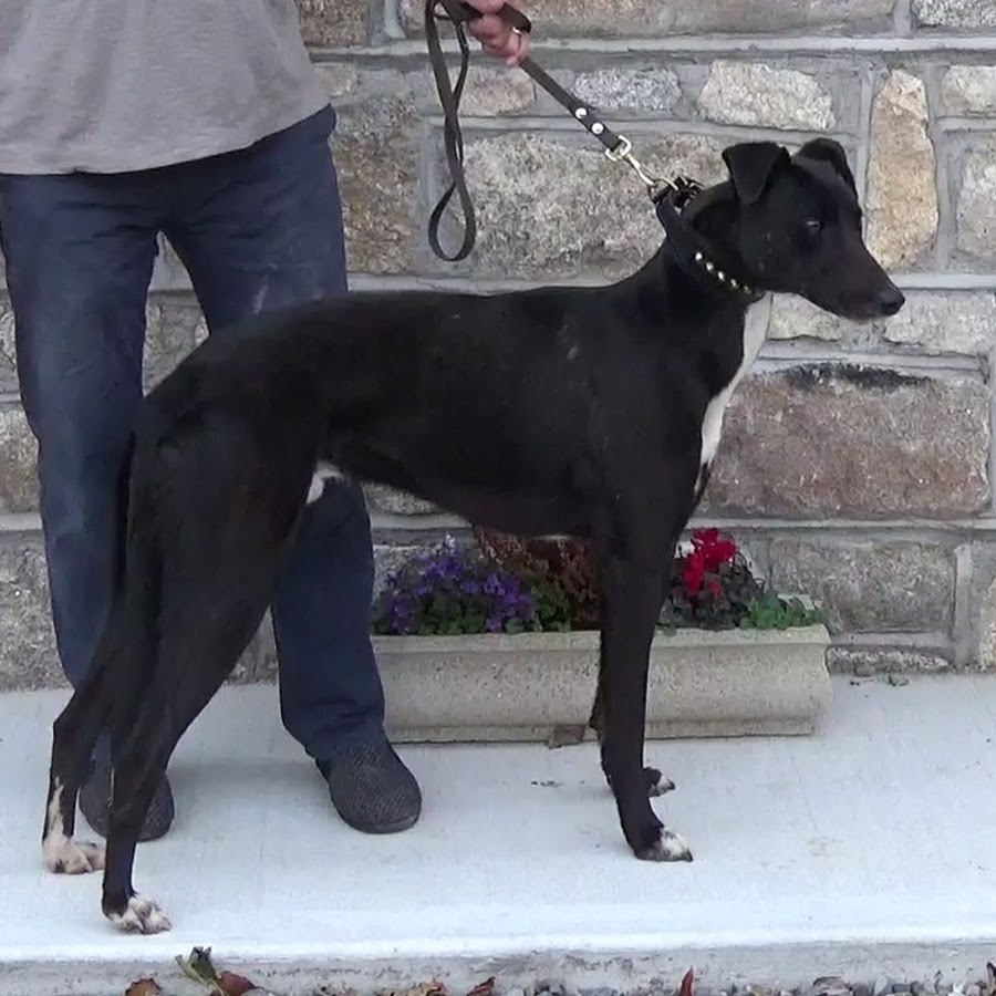 Lurchers Ireland YouTube