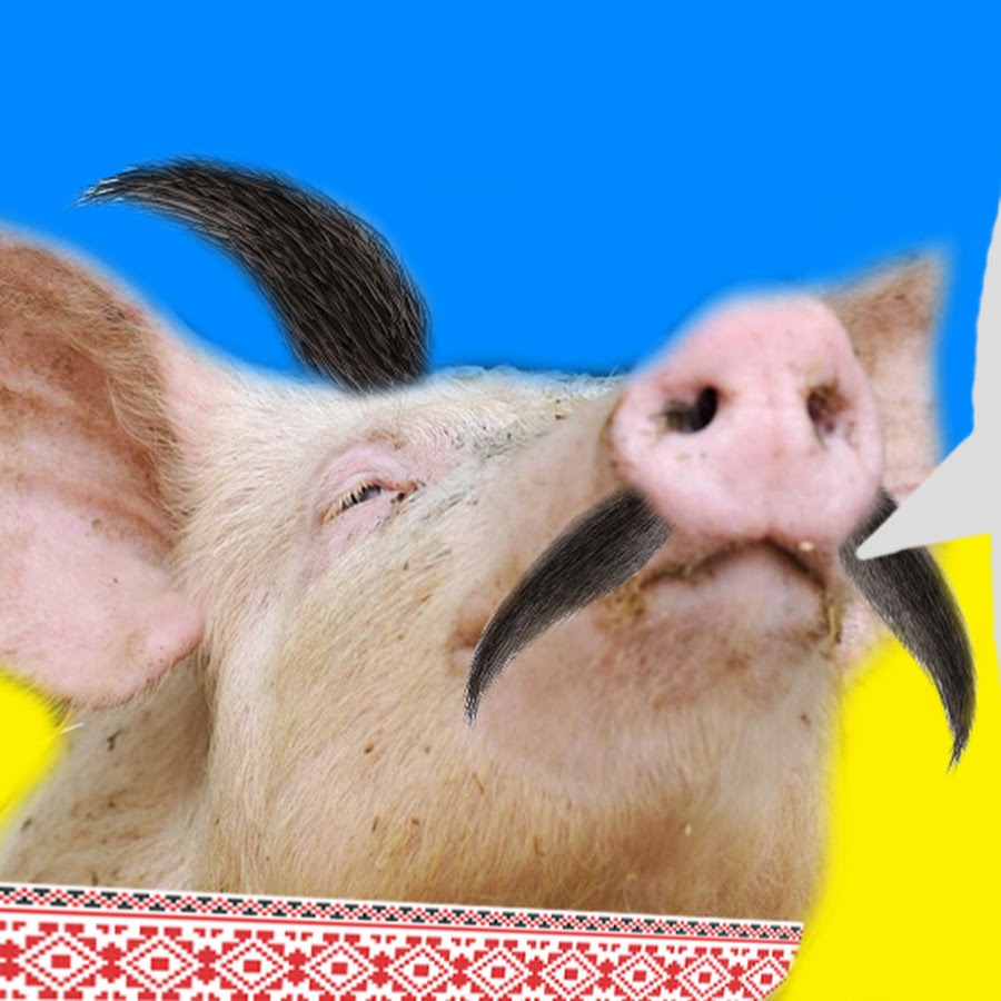 Хохлы свиньи картинки