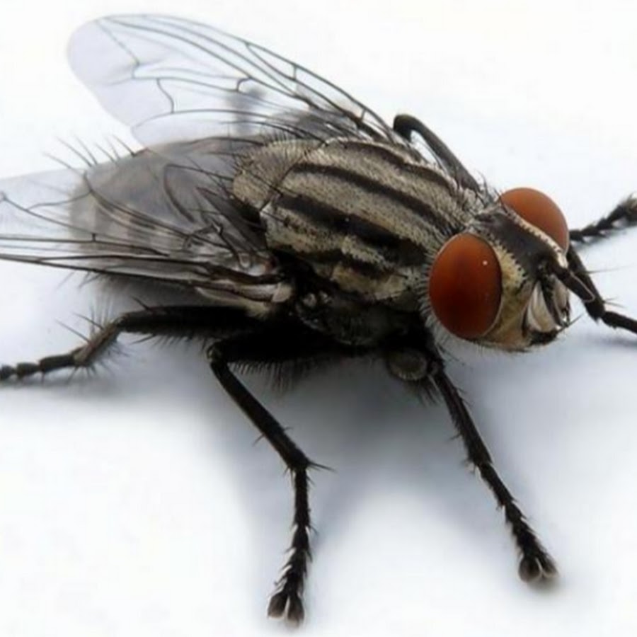 Плохо муха. Мелкие мухи. Муха в профиль. Мухи Приморского края.