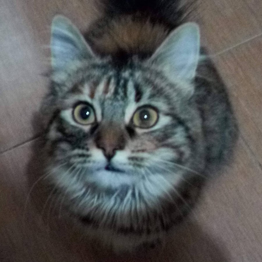 Доктор франкенштейн оно живое. Доктор франкенштейн оно живое. Доктор франкенштейн оно живое. Он живой живой франкенштейн. Как открыть оно живое.