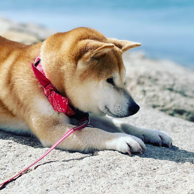 柴犬小春kohachannel المغرب Vlip Lv