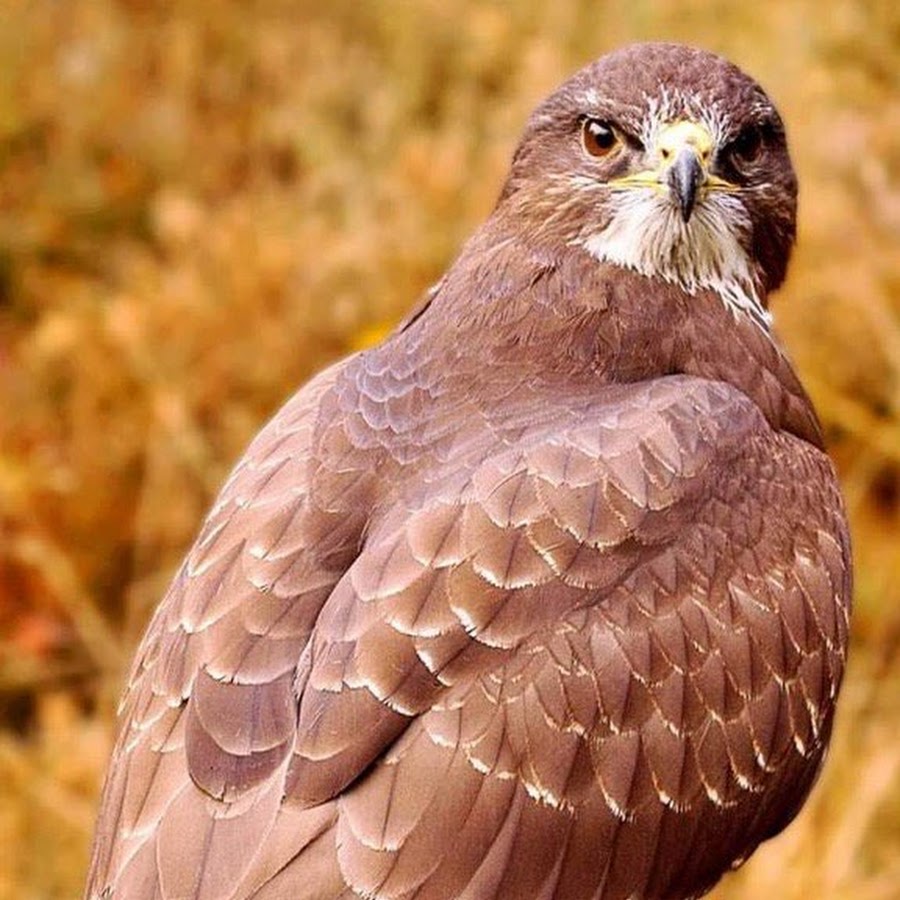 Крупные птицы хищники Подмосковья. Большая коричневая птица. Коричневая хищная птица. Большие коричневые птицы