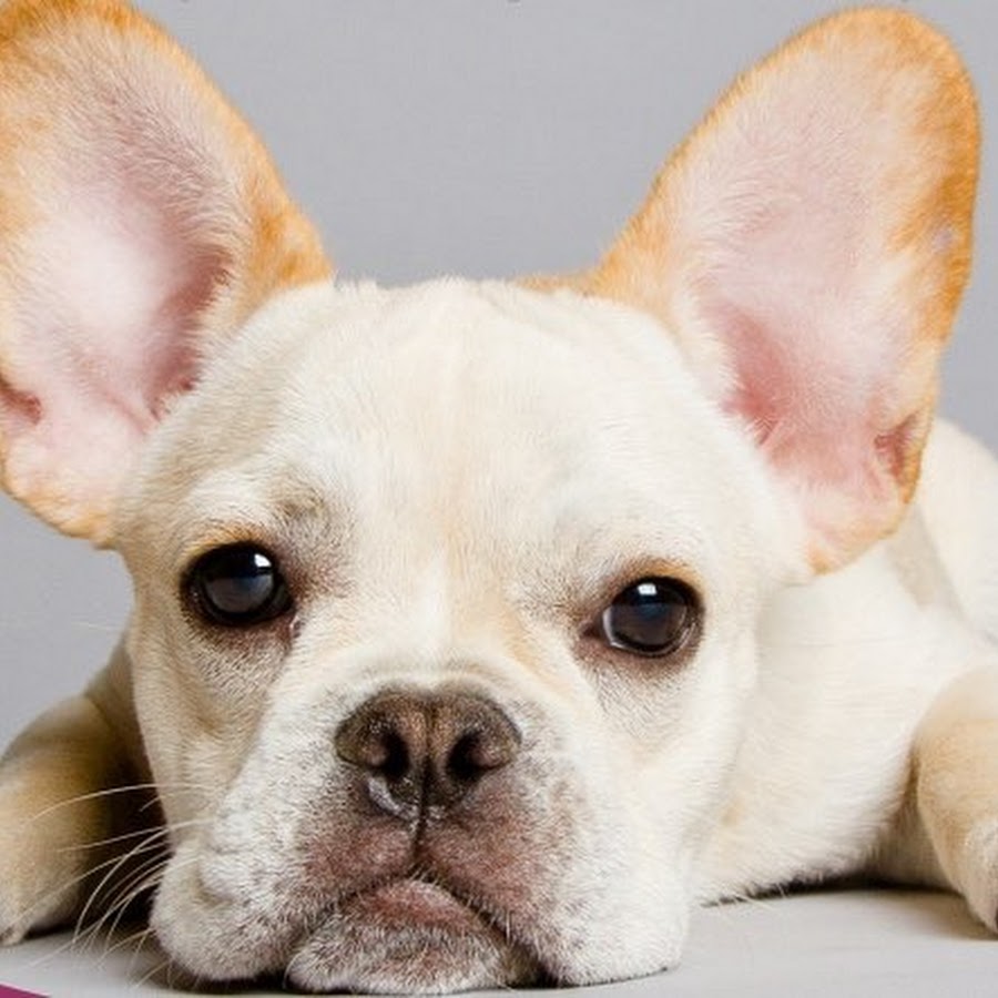 Frenchie_ Life YouTube