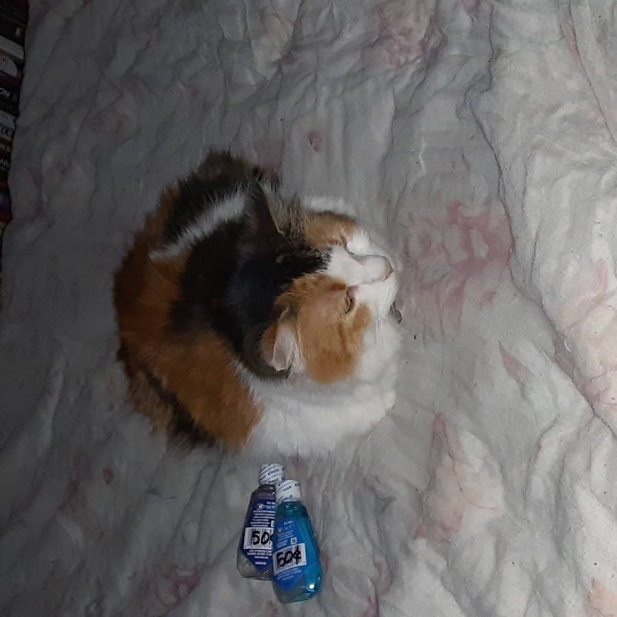 squishmallow the range