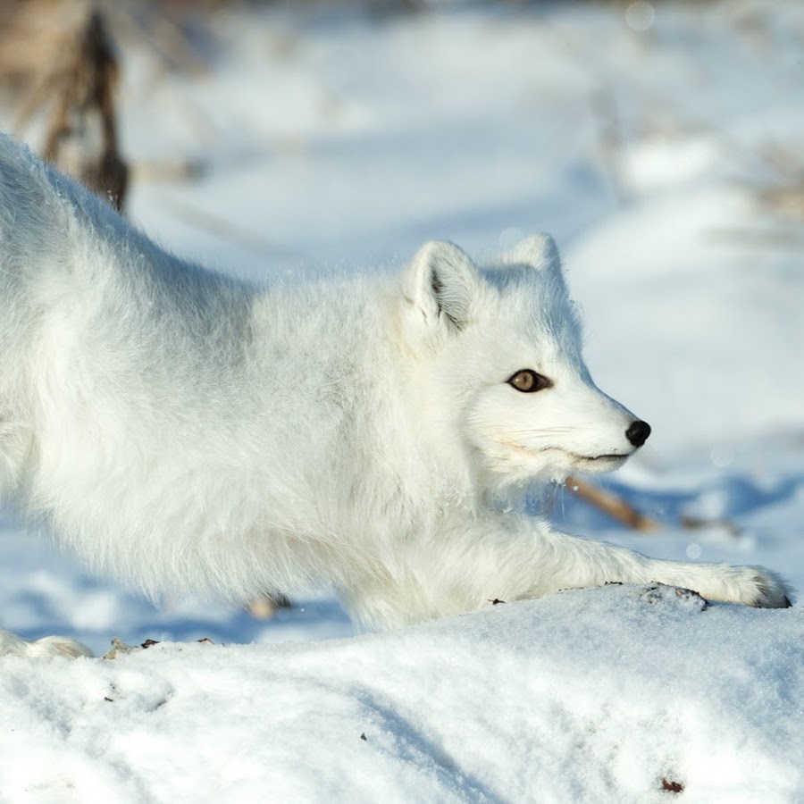 Полярный лис визит. The White Fox. Губа из белой полярной лисы. Whitefox89.