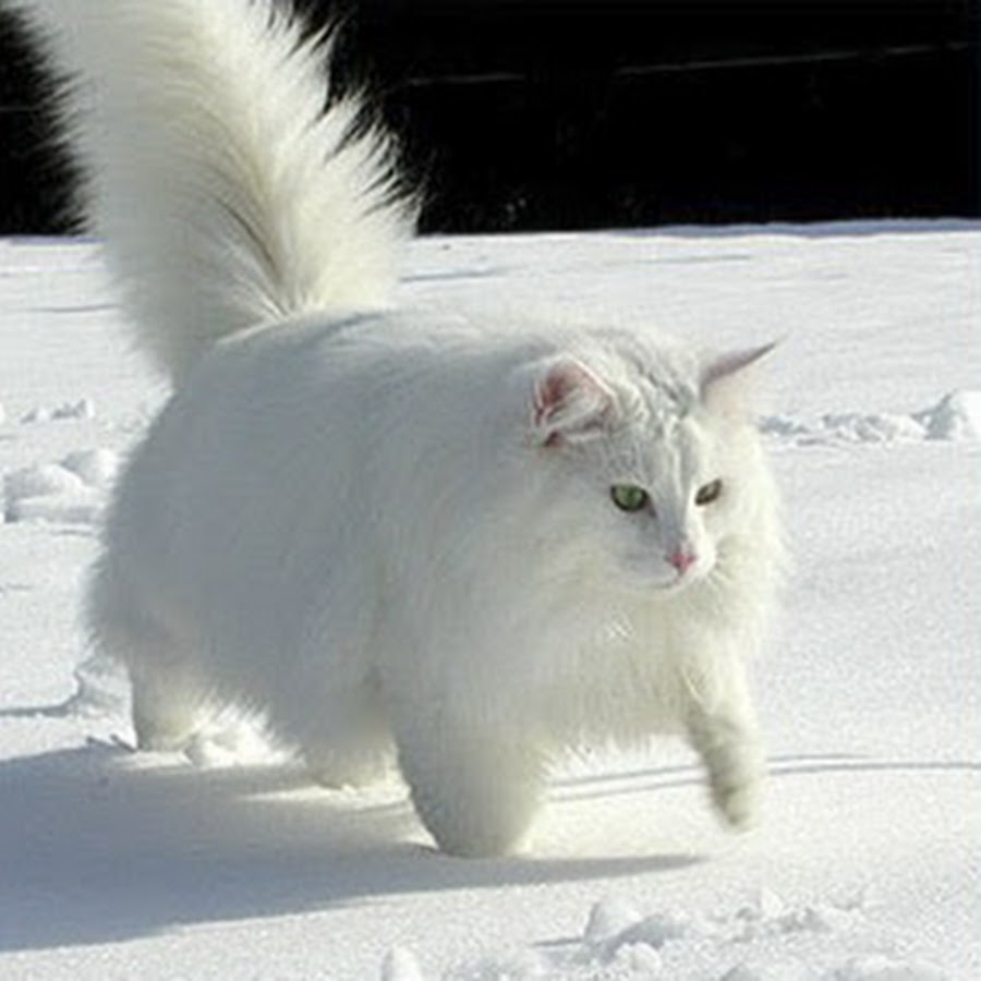 Норвежская кошка белая. Сибирская кошка белая. Котенок улыбается зима