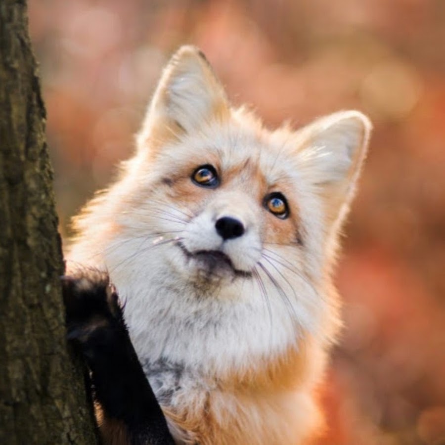 Лисичка фыр. Поделка лиса. Лис курит. Лиса аватарка. Как сделать дисы.