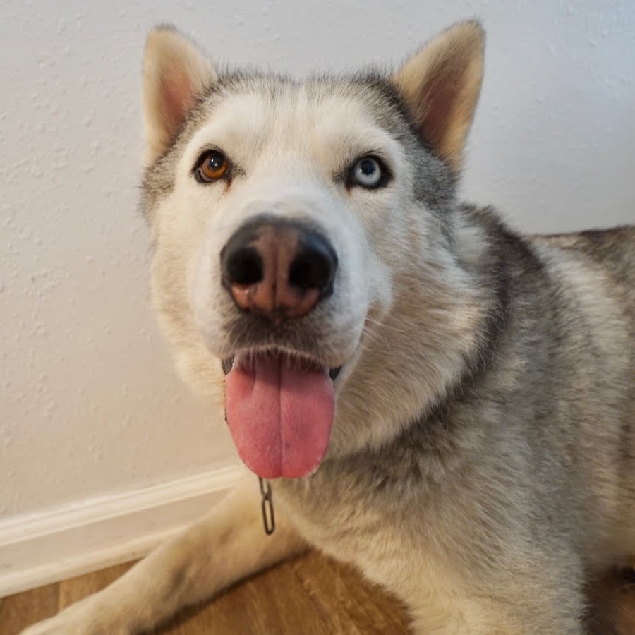 Max The Husky - YouTube