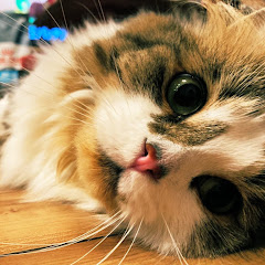 すねぷせぶる