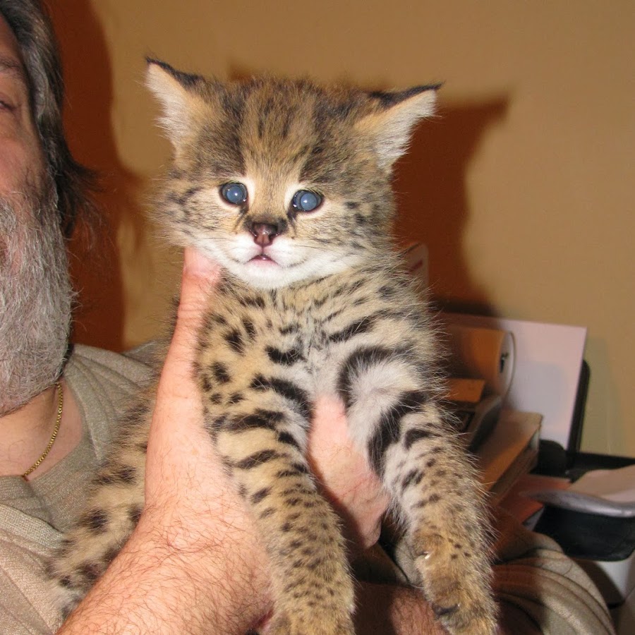 Breeders of the African Serval Cat