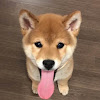 Joe Han