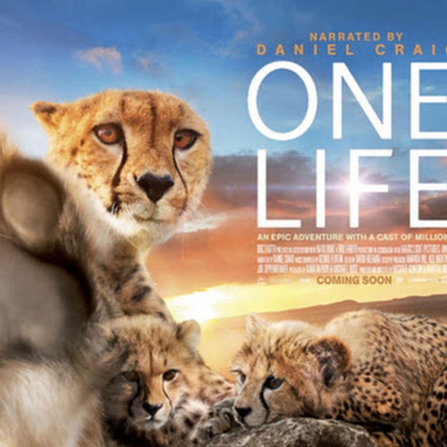 Ввс про животных. Канал nat geo wild. Дискавери про животных. Документальные про животных. Дикая природа африки слоны.