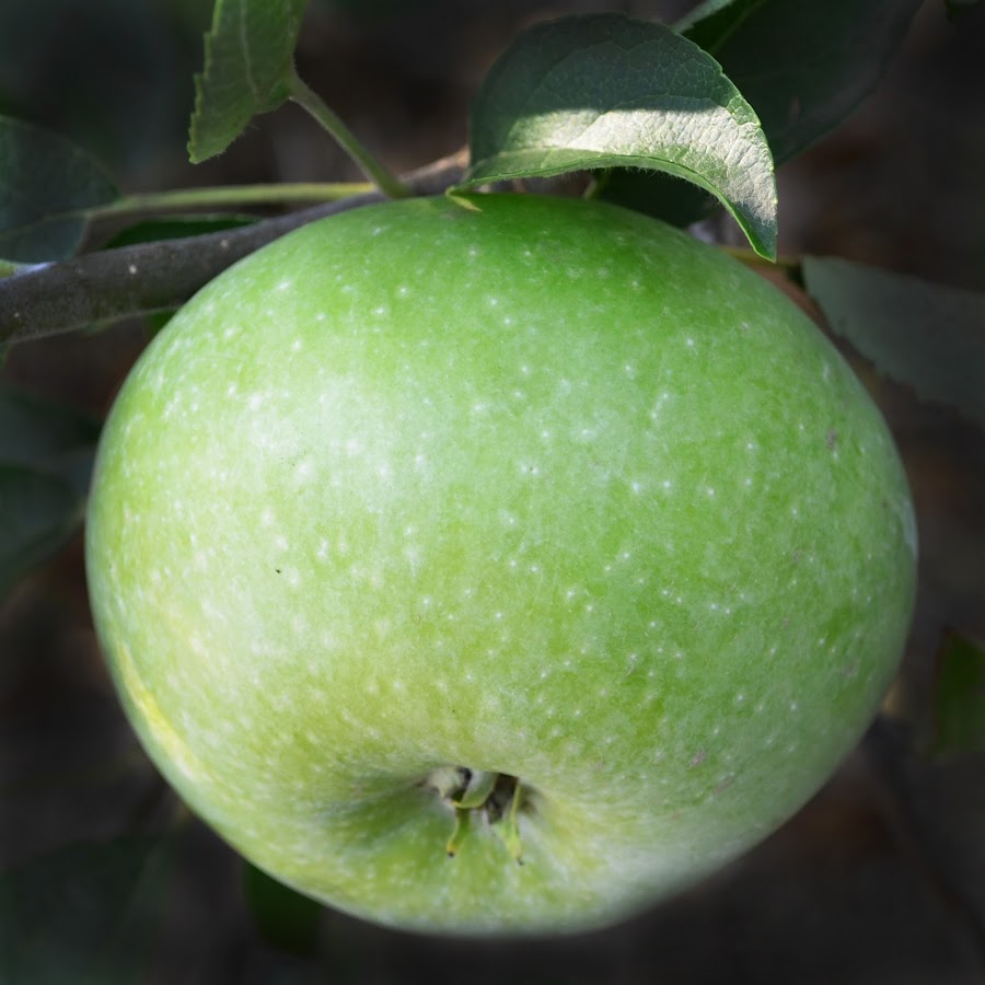 зимние яблоки зеленого цвета