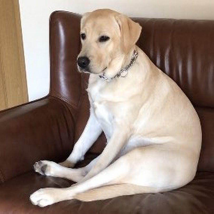 ゴンとサンLabrador Retriever YouTube